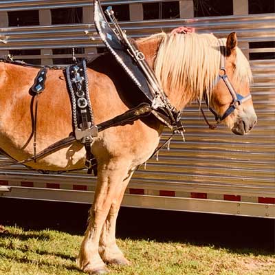 Team photo- Miniature horses photo